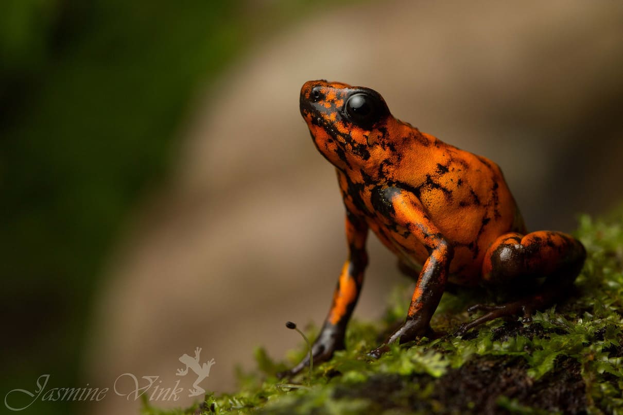 Diablo's poison frog (Oophaga sylvatica)