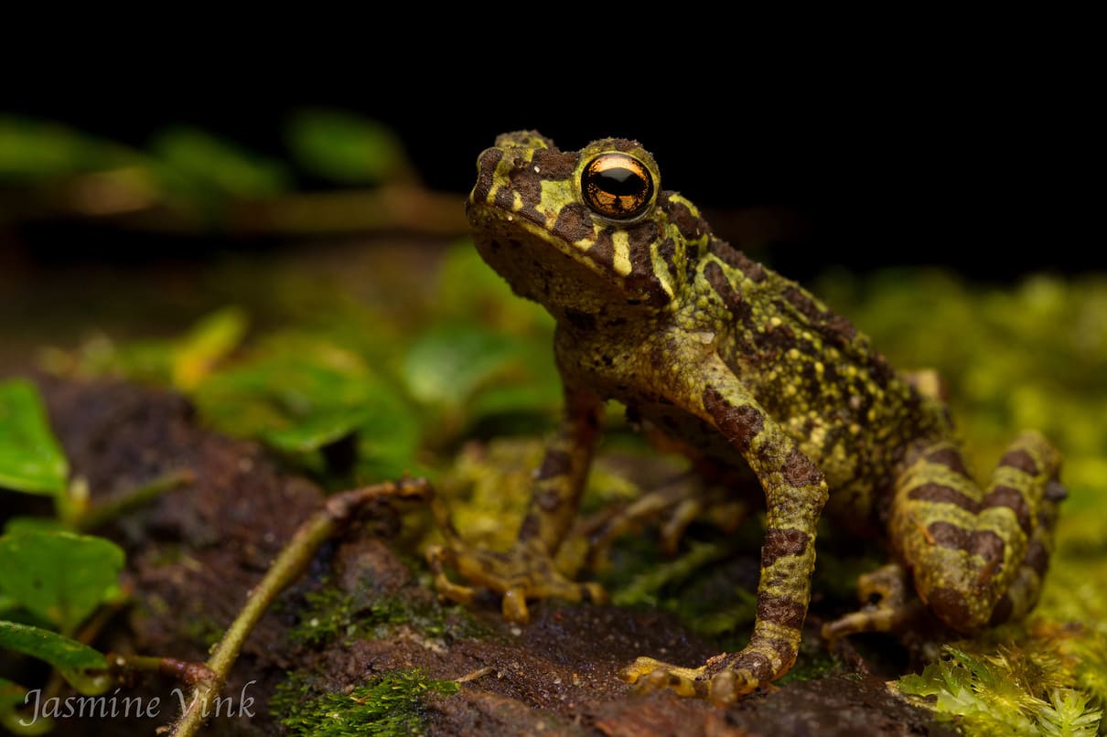 Green tree toad (Pedostibes rugosus)