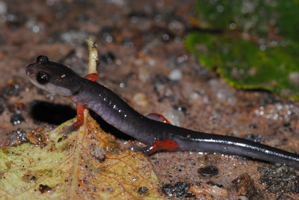 Red Legged Salamander (Plethodon shermani)