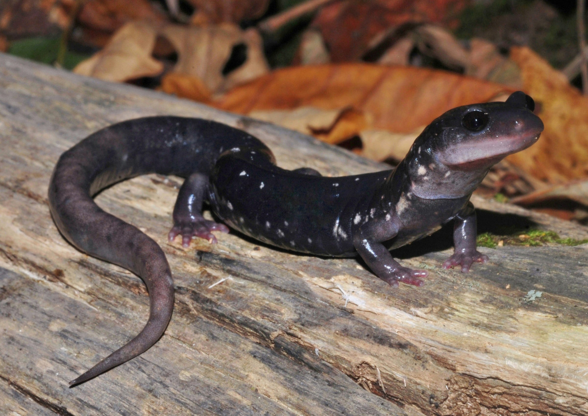 Southern Appalachian Salamander (Plethodon teyahalee)