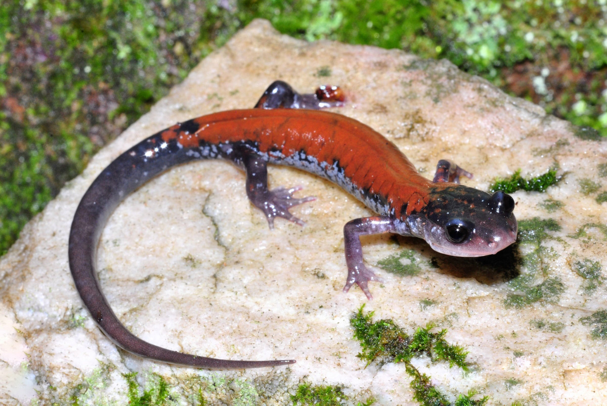 Yonahlosse Salamander (Plethodon yonahlosse)