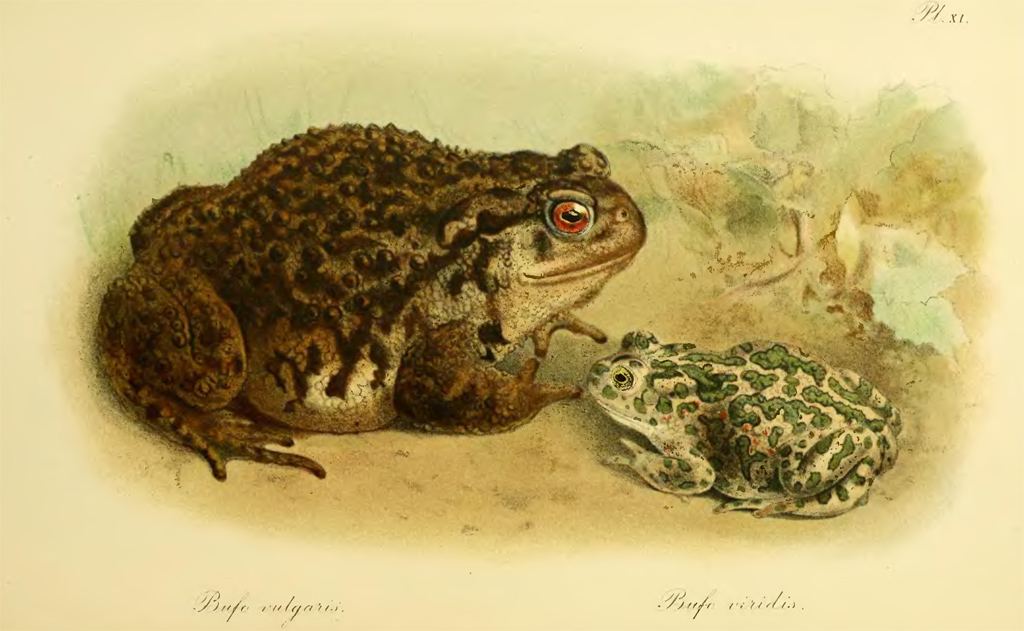 Серая (Bufo bufo) и зеленая жаба (Pseudepidalea viridis)