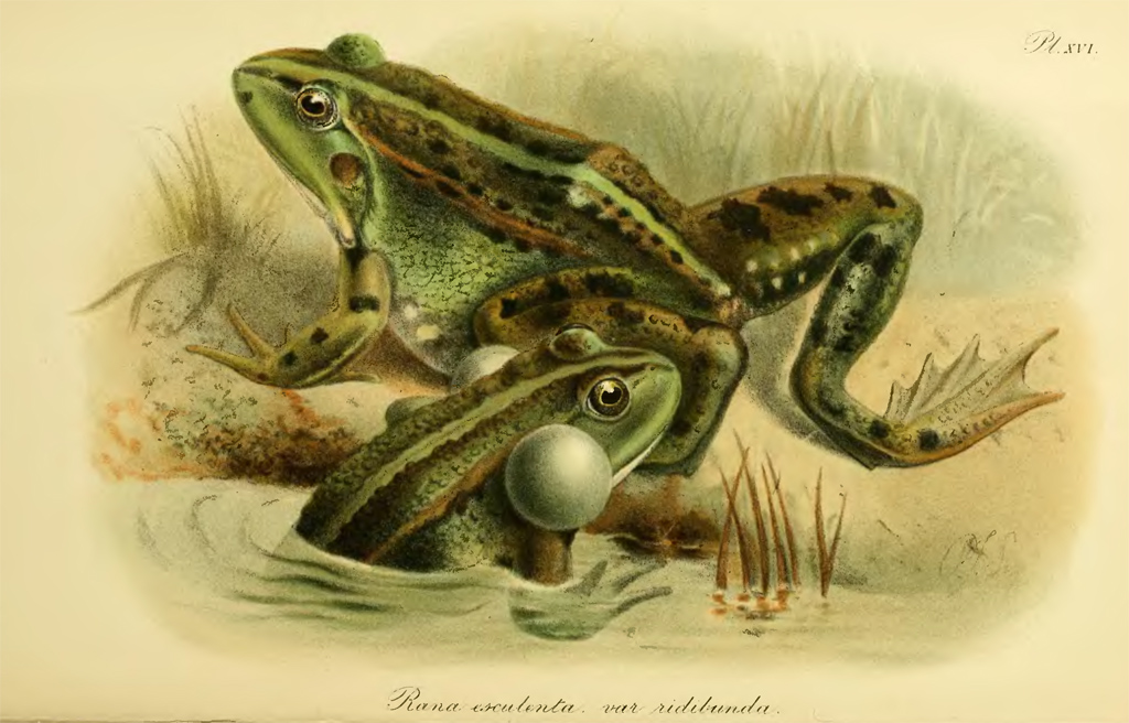 Озерная лягушка Pelophylax ridibundus
