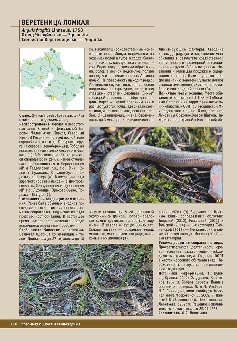 Веретеница ломкая (Anguis fragilis). Красная книга Московской области, 2018