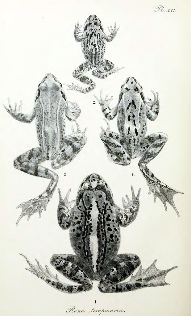 Вариации окраски травяной лягушки Rana temporaria (из книги Boulenger, G. A. 1896. The tailless batrachians of Europe. Part 2)