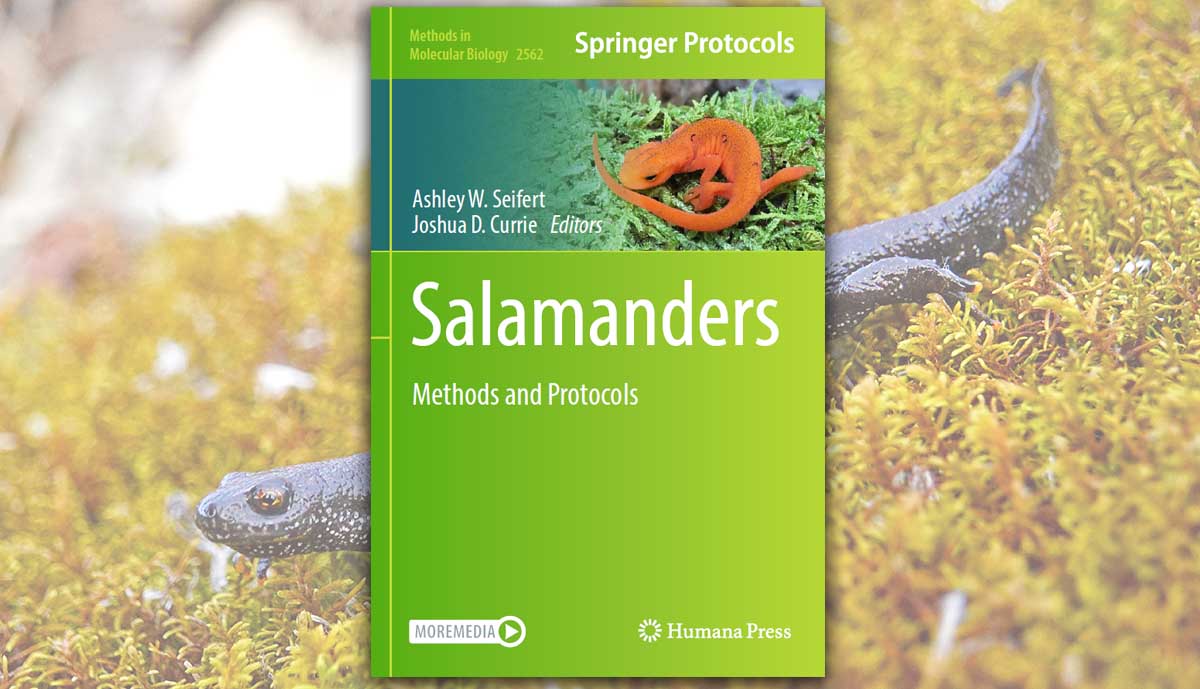 Salamanders. Methods and Protocols