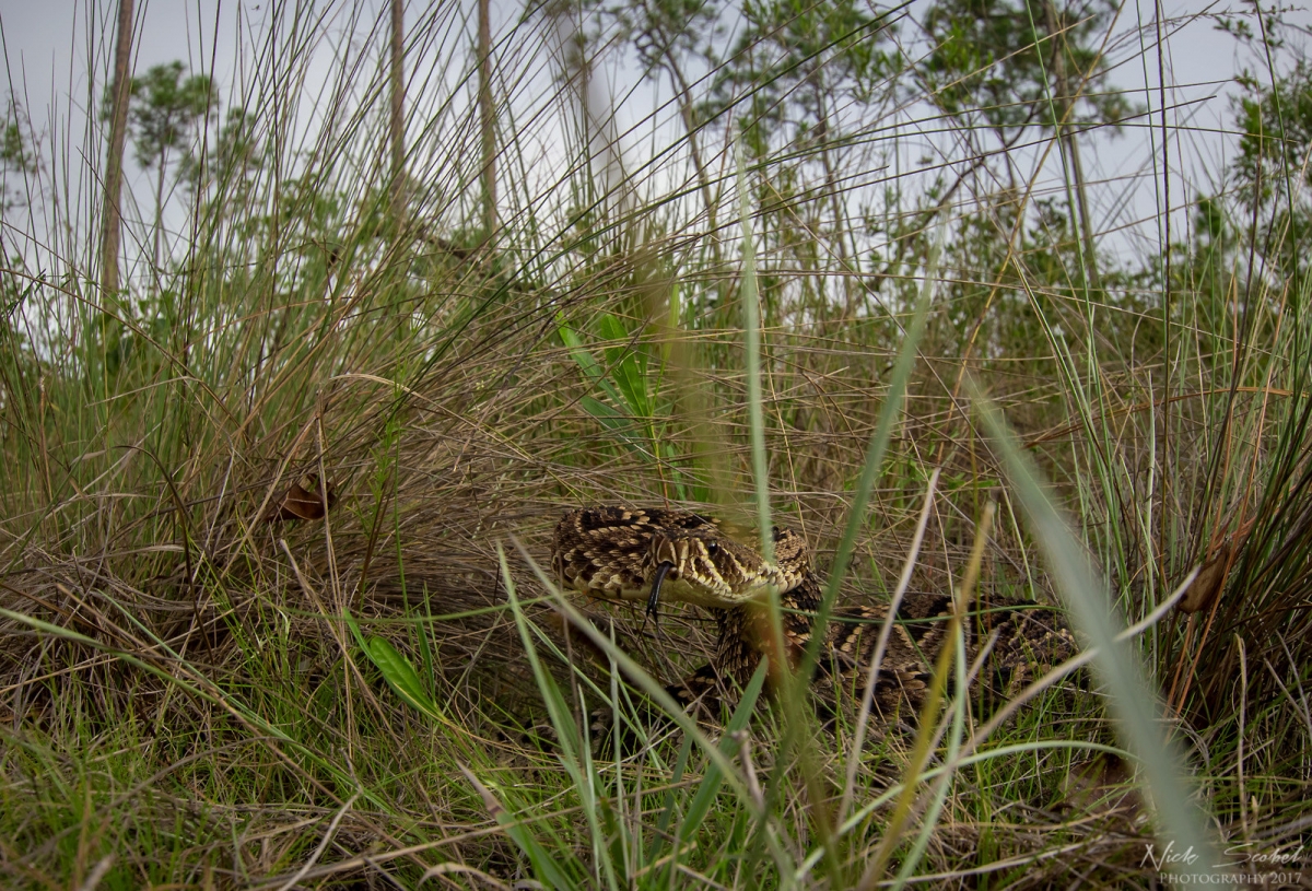 Eastern Diamondback Rattlesnake (Crotalus adamanteus)