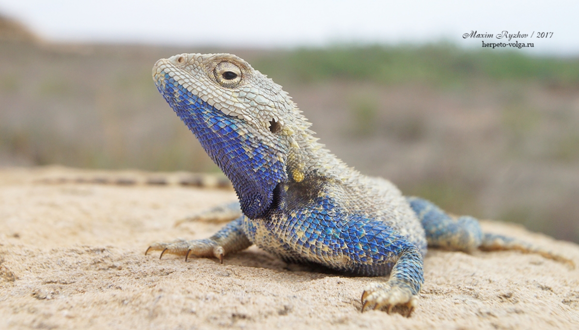 Степная агама (Trapelus sanguinolentus)