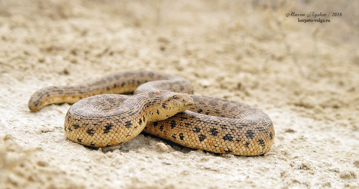 Восточный удавчик (Eryx tataricus) Восточный удавчик (Eryx tataricus)