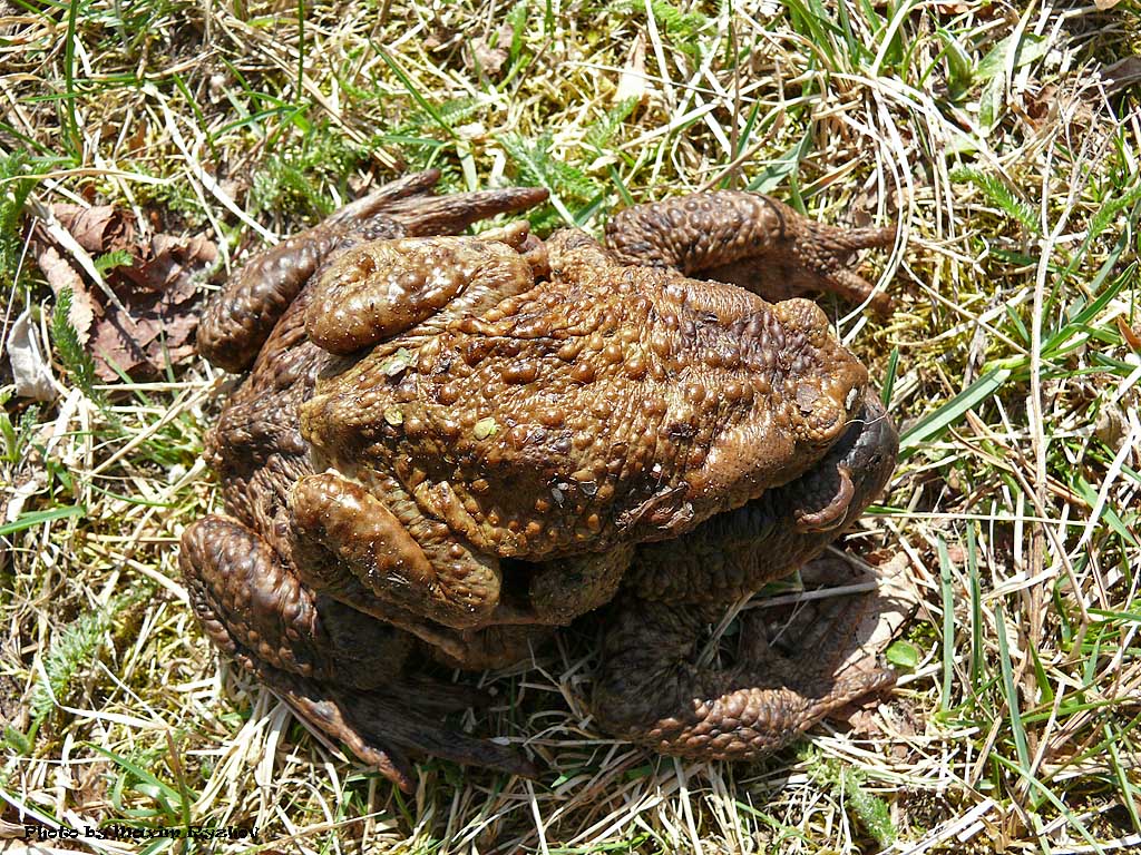 Развитие серой жабы. Жаба Буфо Буфо. Обыкновенная серая жаба. Bufa Bufa жаба. Обыкновенная домашняя жаба.