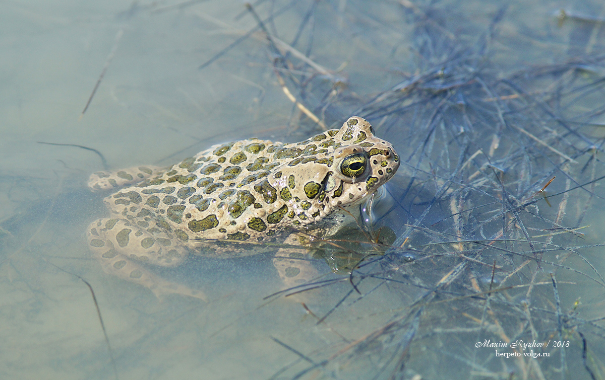 Жаба зелёная – Bufo viridis (Laurenti, 1768)