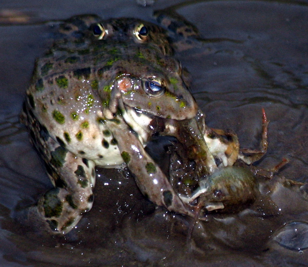 Ли лягушка. Озёрная лягушка питается. Озерная лягушка питание. Хищные лягушки. Лягушка ест лягушку.