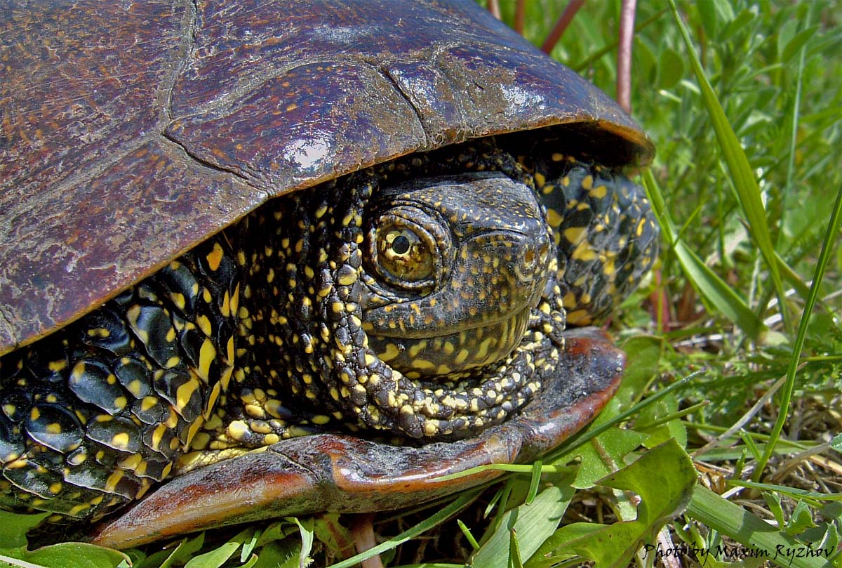 Черепаха 9 8. Колхидская Болотная черепаха. Европейская Болотная черепаха. Европейская Болотная черепаха (Emys orbicularis). Средиземноморская Болотная черепаха.