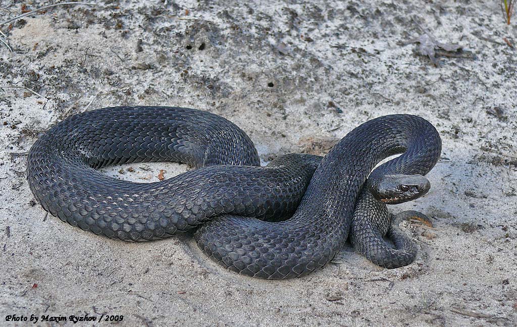 Змеи калининградской области фото