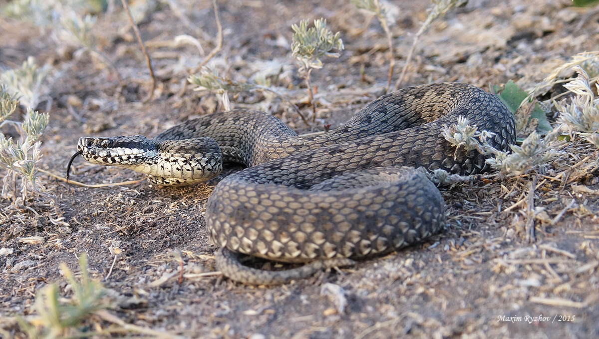 Восточная степная гадюка (Vipera renardi)