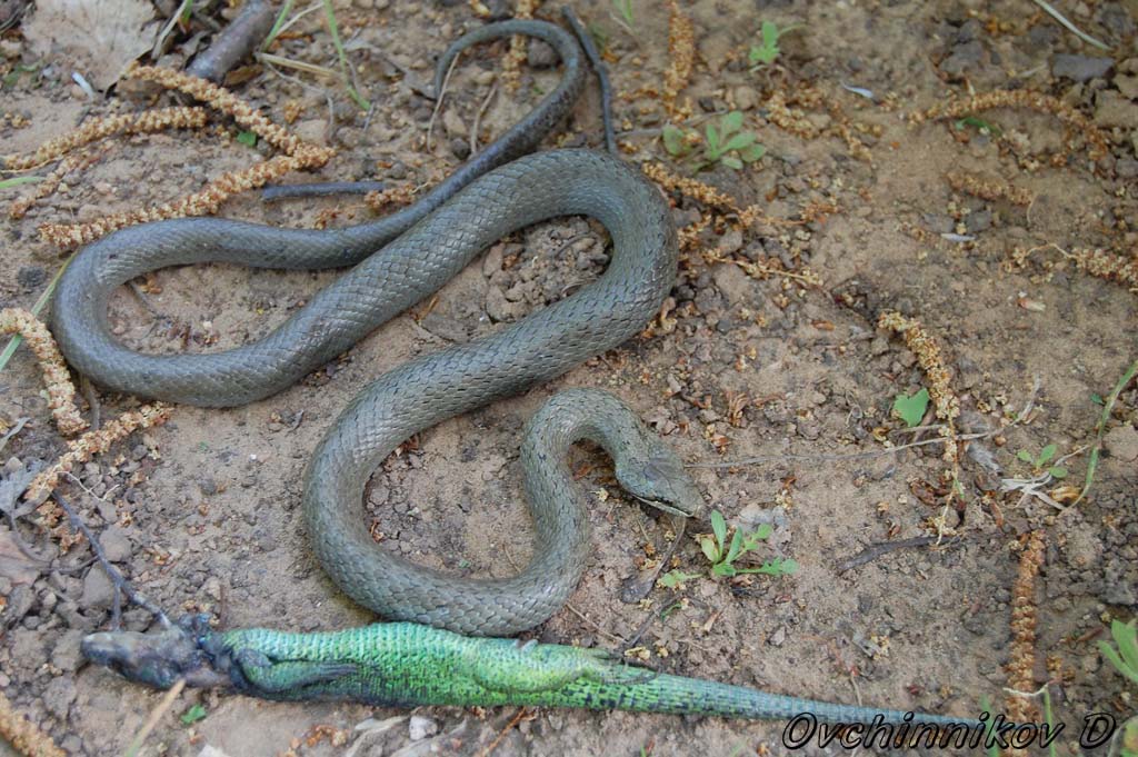 Змеи в ульяновской области фото и названия