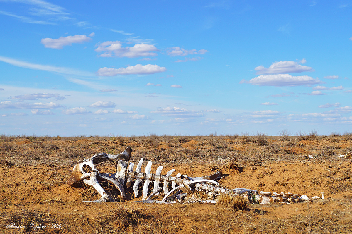 Скелет коровы в степях Калмыкии 