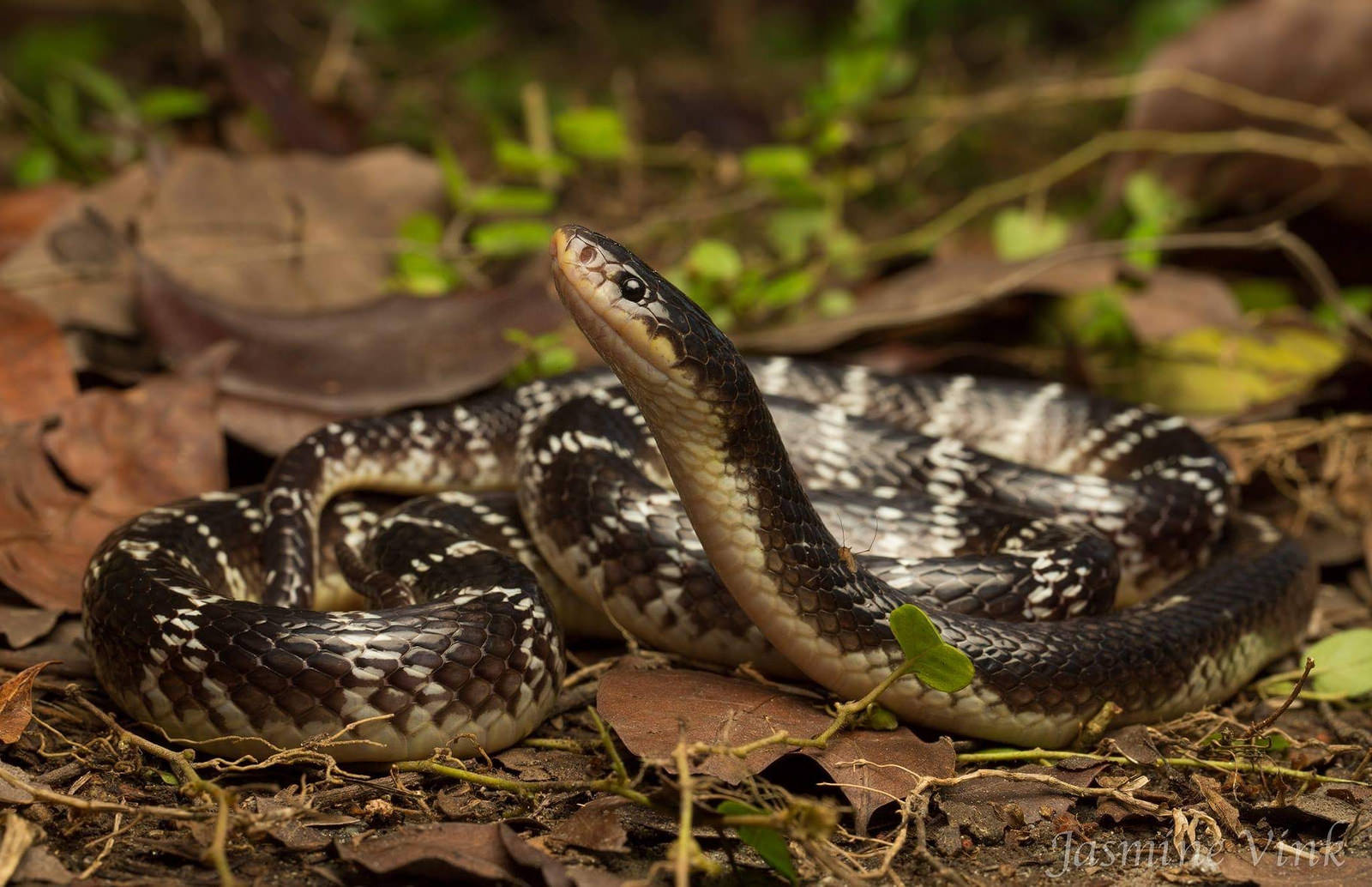 Малайский Крайт змея