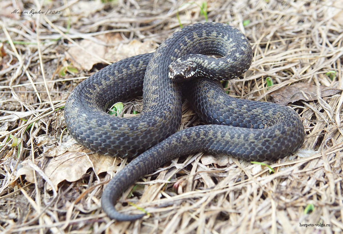 Обыкновенная гадюка (Vipera berus)