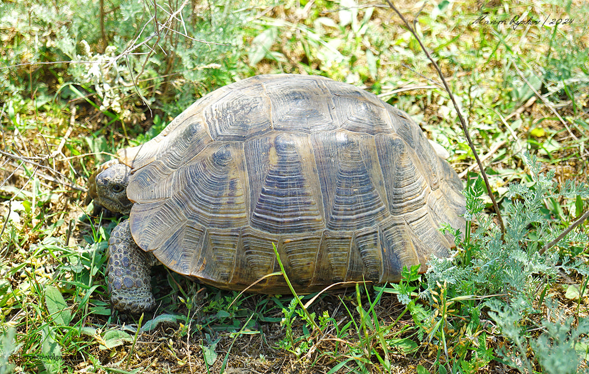 Средиземноморская черепаха Палласа (Testudo graeca pallasi)