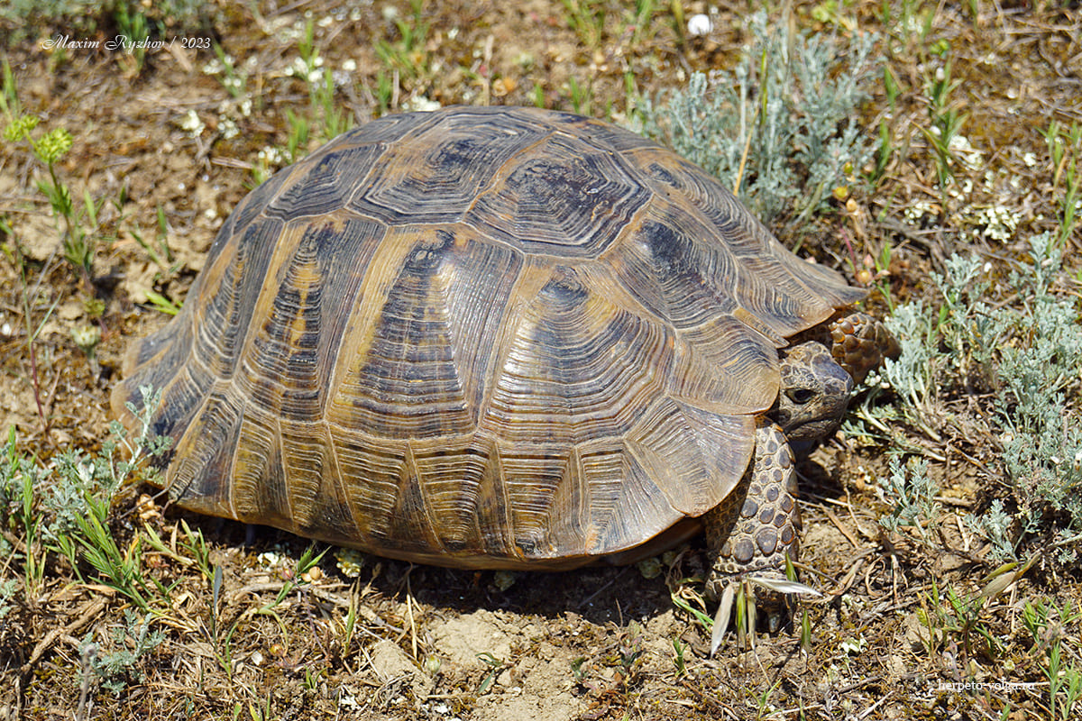 Средиземноморская черепаха Палласа (Testudo graeca pallasi)