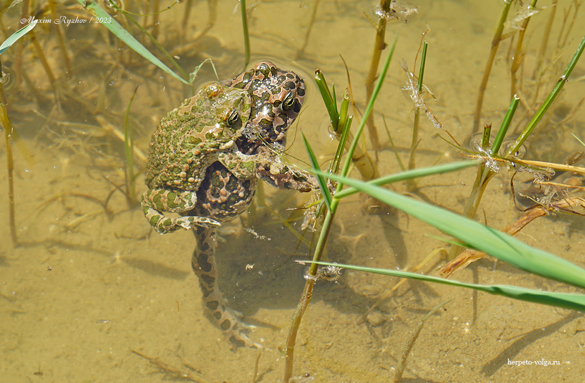 Зеленая жаба (Bufotes viridis)