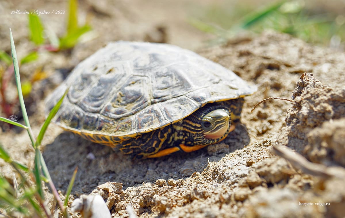 Каспийская черепаха (Mauremys caspica)