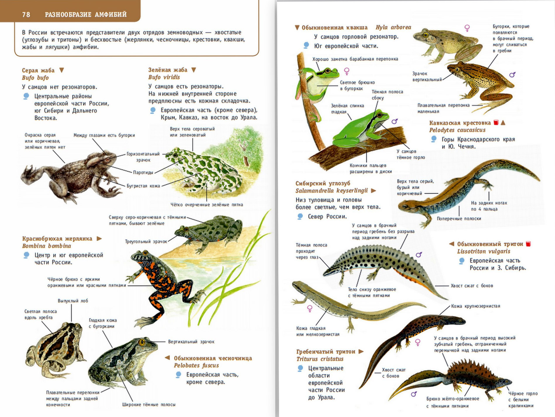 Таблица амфибии и рептилии