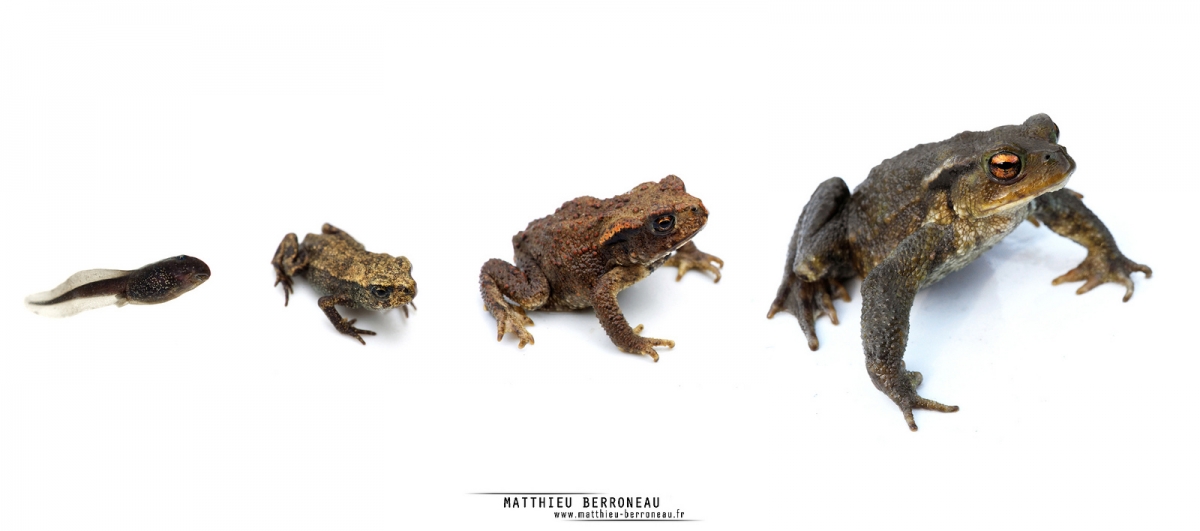 Развитие серой жабы. Серая жаба. Серая жаба самец. Серая жаба развитие. Жаба серая стадии развития.